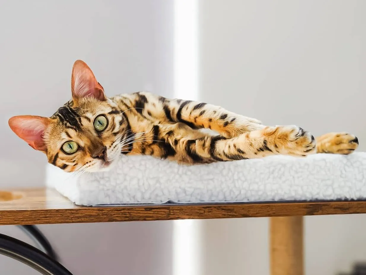 Tips on Creating the Perfect Environment for Your Bengal Cat