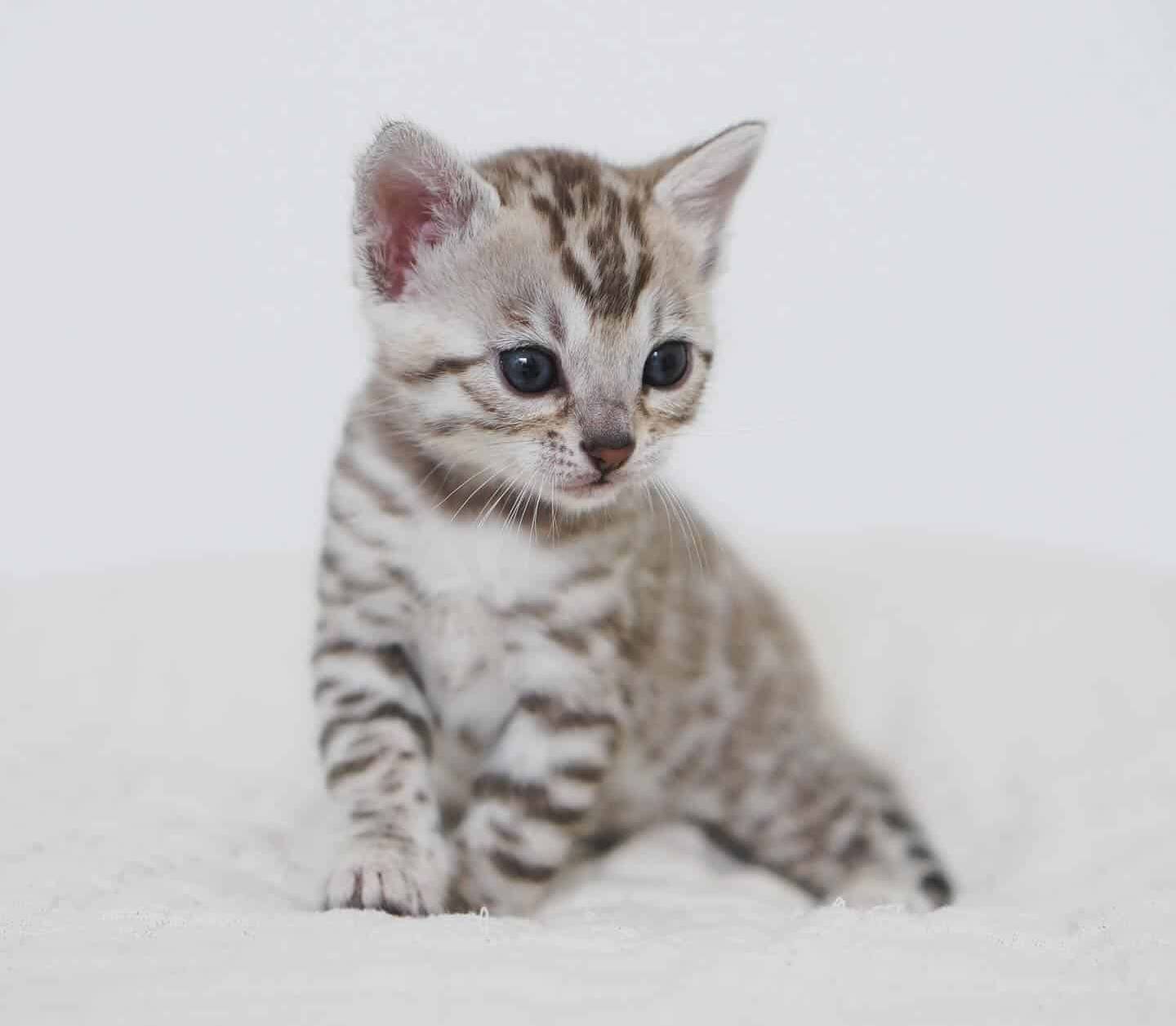 Contact Utah Leopard Bengals: Trusted Bengal Cat Breeders Near You