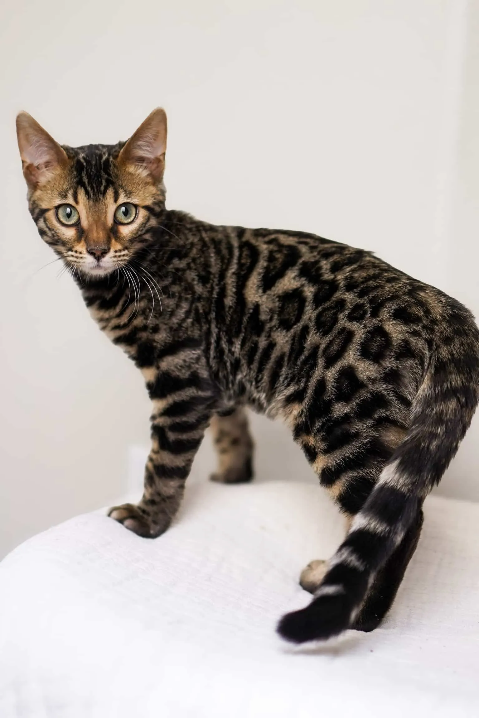 Rimba: Male Bengal