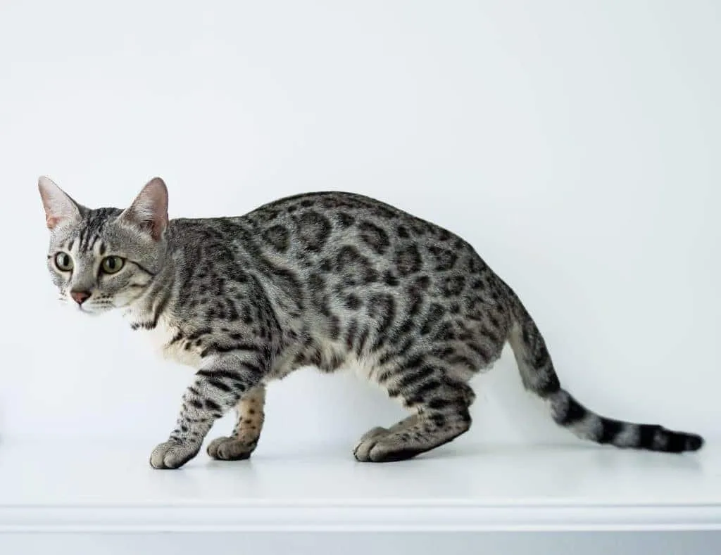 Discovering the Beauty of Silver Bengal Cats – Majestic and Intelligent