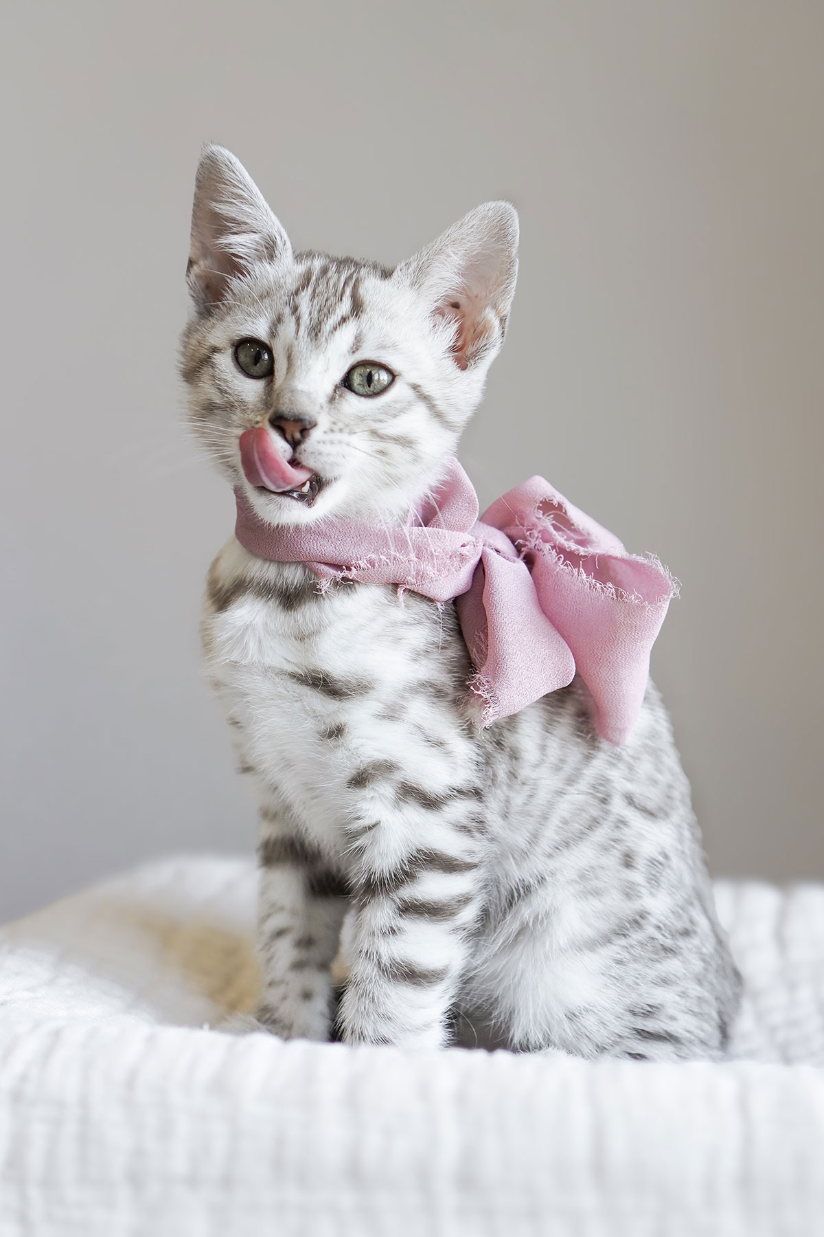 bengal kittens utah