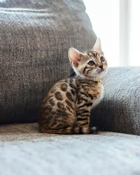 Bengal Kittens in USA: Insights and Expert Advice from Utah Leopard Bengals