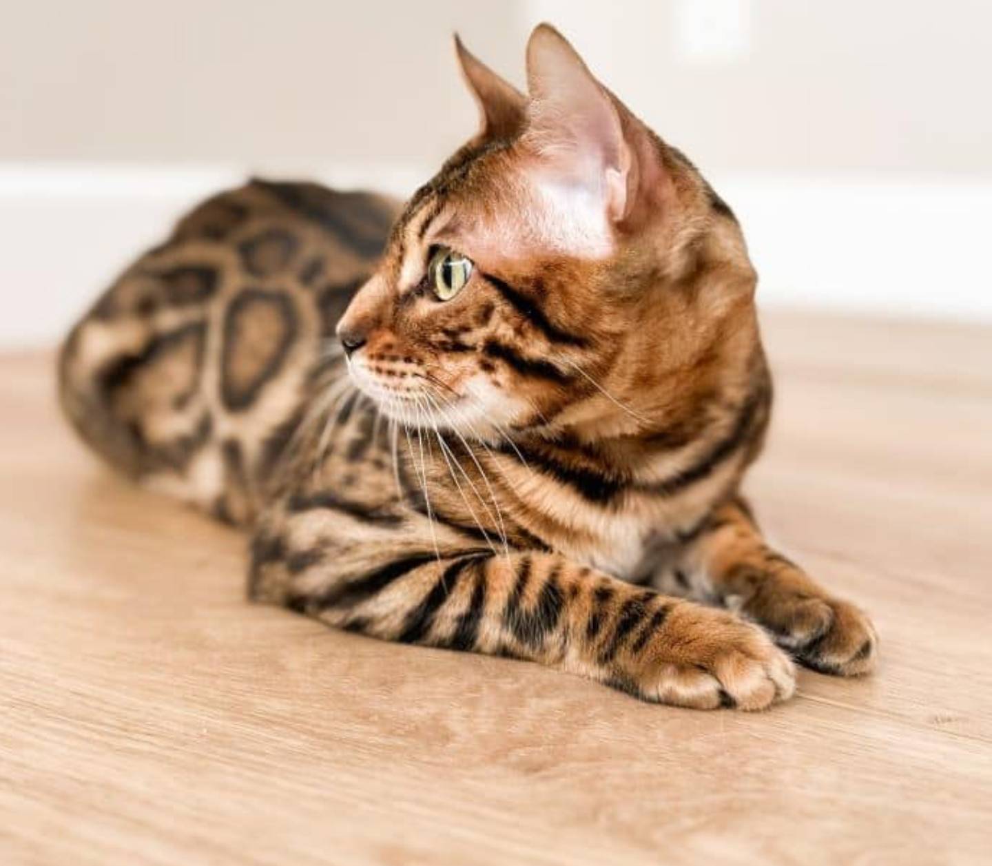 Choosing the Right Bengal Breeder: What You Need to Know