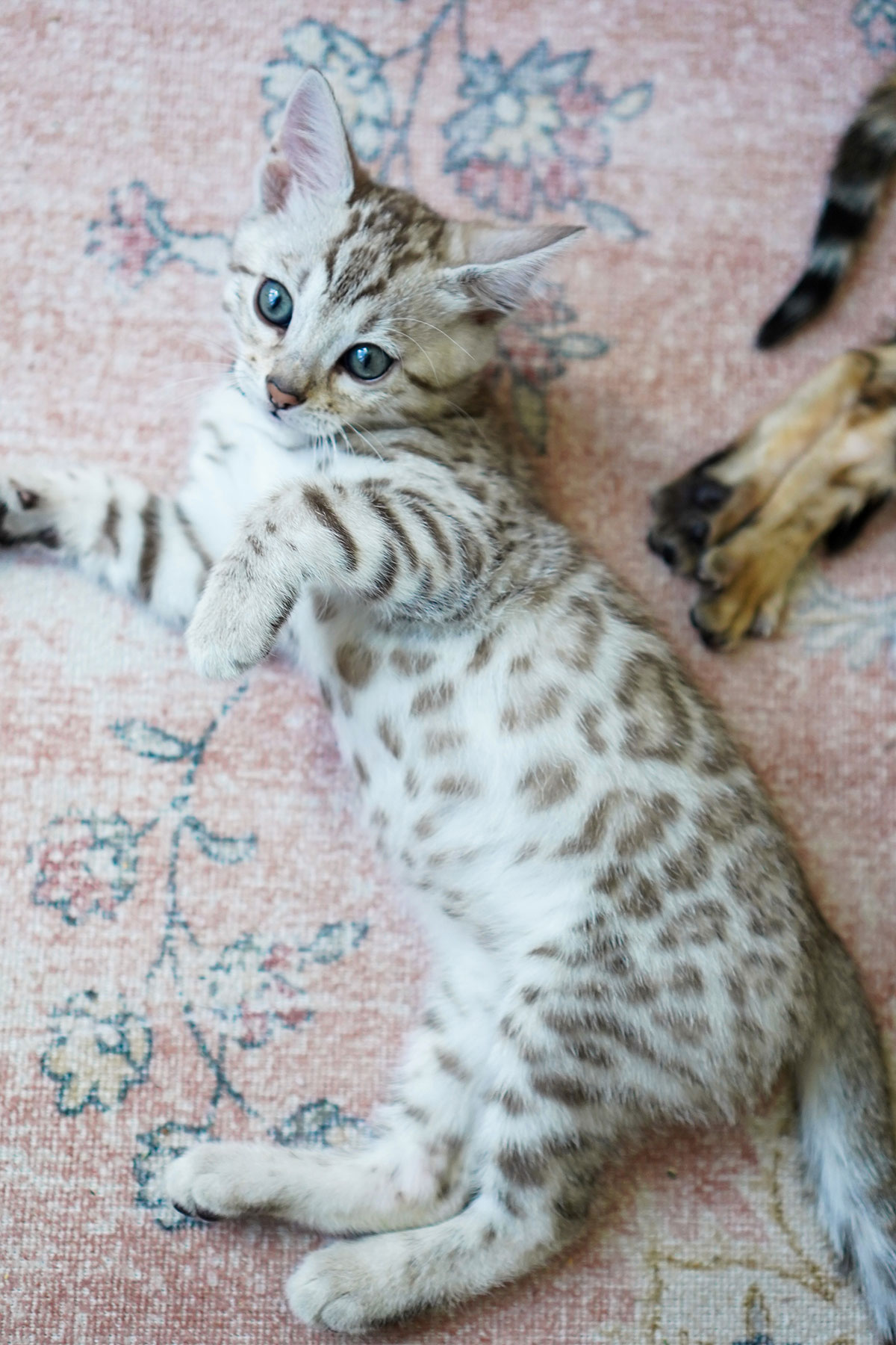 bengal cats for sale in utah