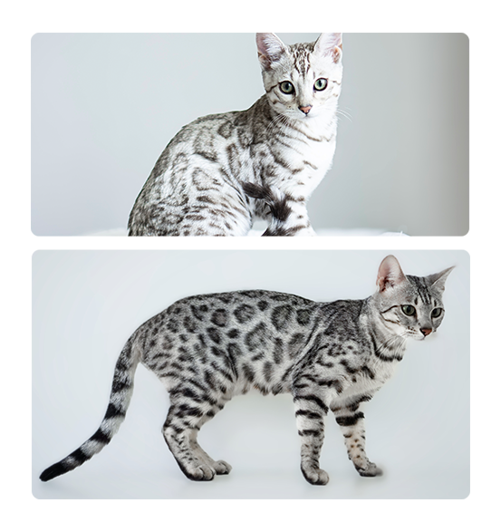 snow leopard kittens for sale