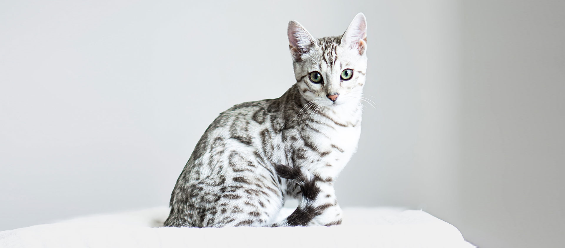 bengal cat utah