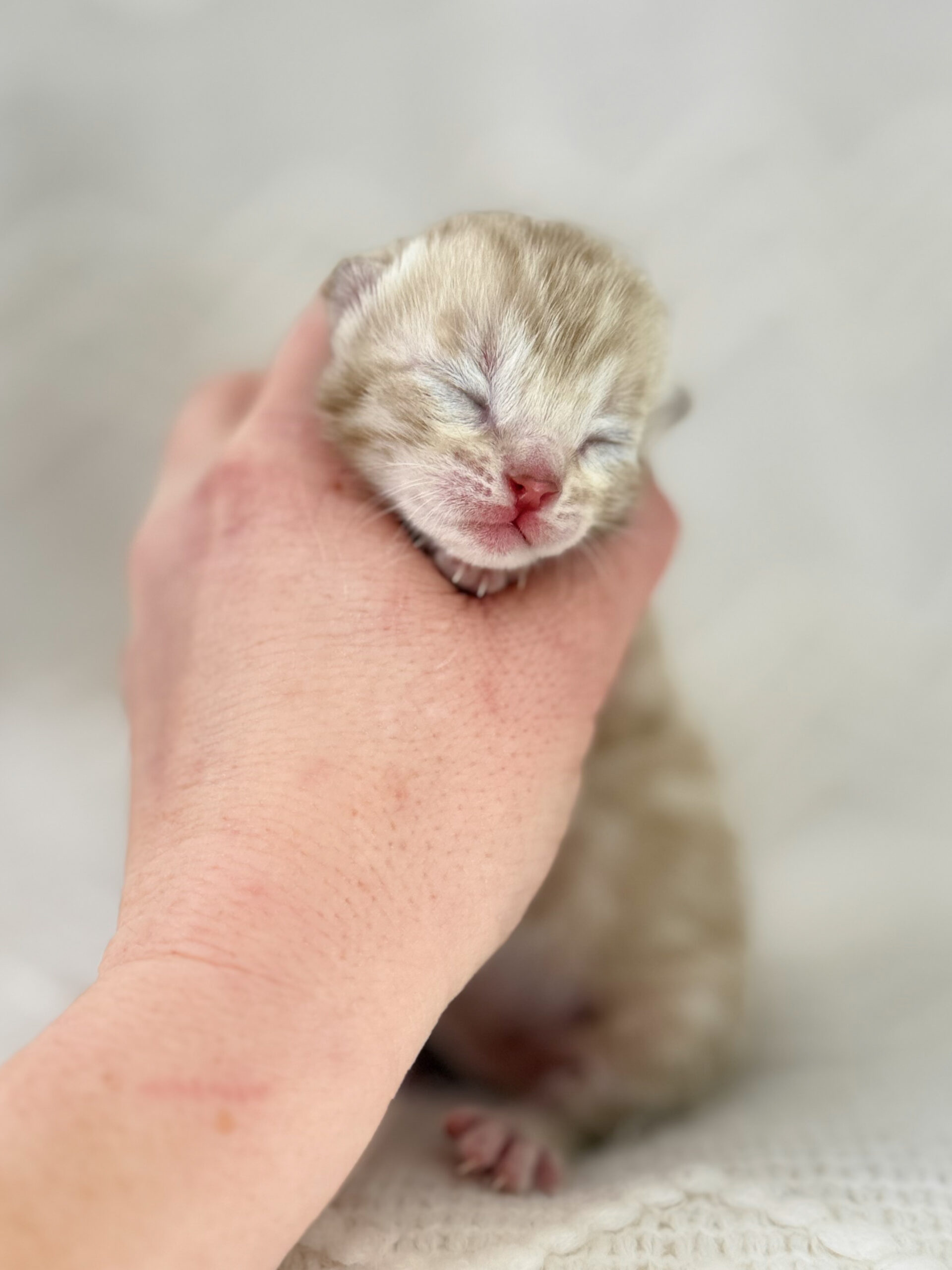 Fiyero newborn