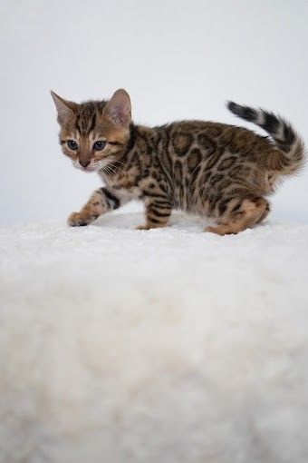 Decoding Bengal Terminology: A Strategic Guide to Understanding SBT Bengals