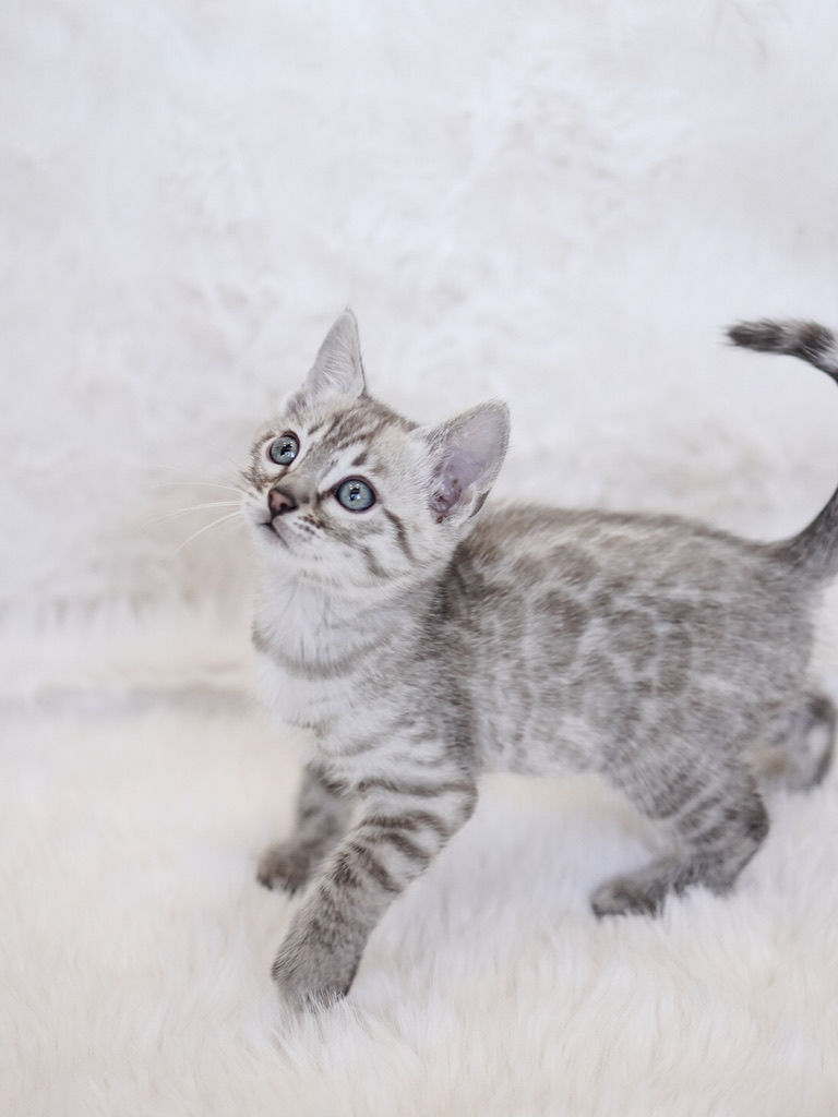 Fiyero, snow mink, 7 weeks old