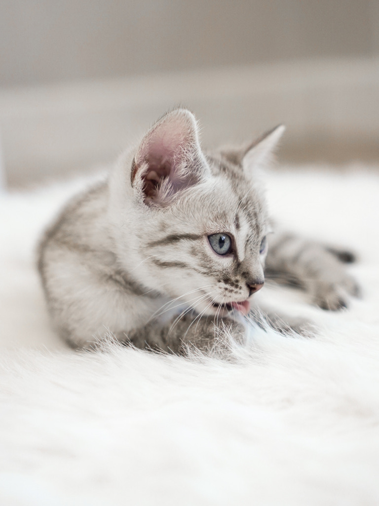 Fiyero, snow mink, 7 weeks old