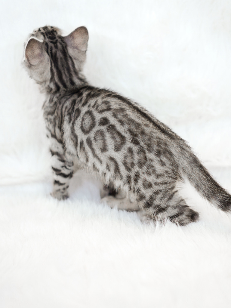 Boq 7 weeks old