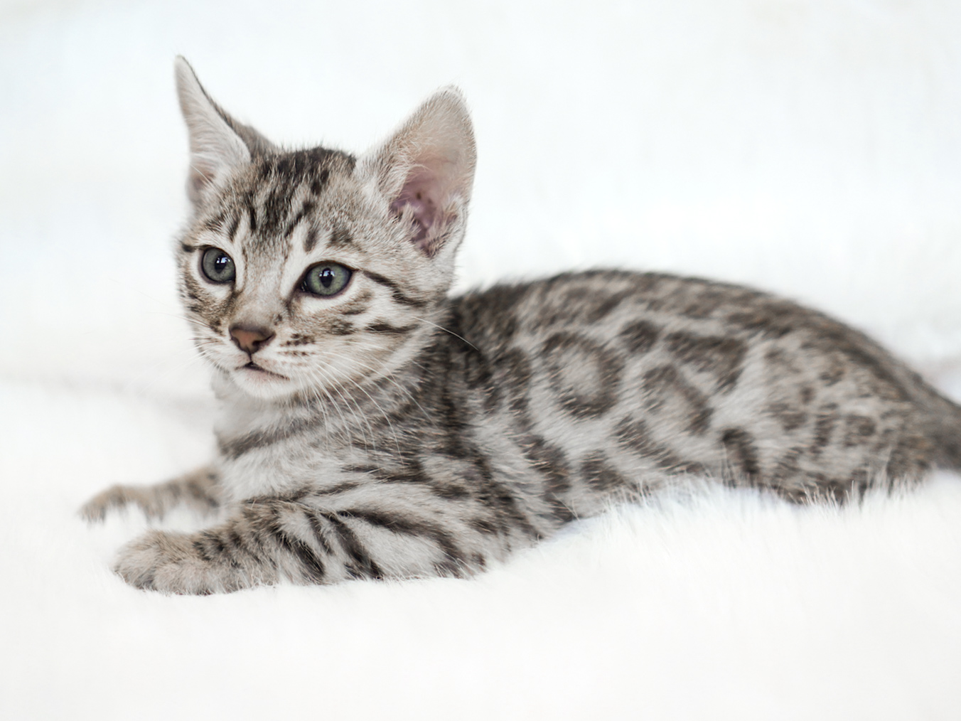 Boq 7 weeks old