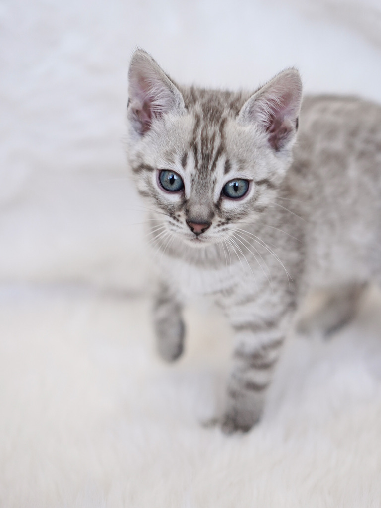Fiyero, snow mink, 7 weeks old