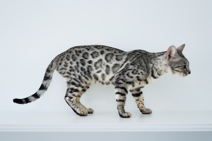 Silver Bengal Cats and Their Stunning Coat Variations