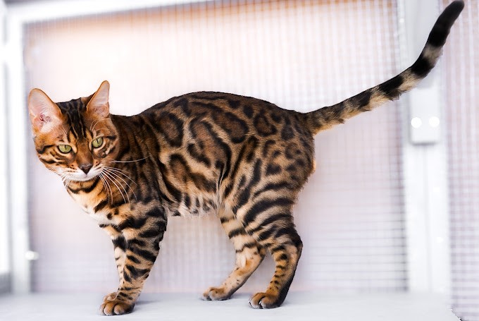 The Pinnacle of Excellence: What Sets Us Apart as Premier Bengal Cat Breeders