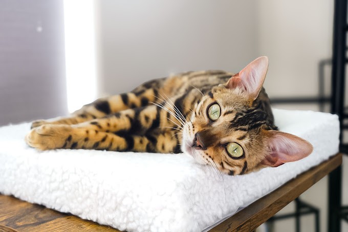 The True Cost of Bengal Cats: Understanding the Bengal Cat Price for Florida