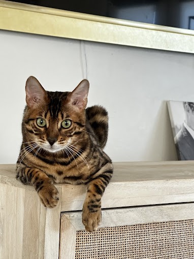 Understanding the Unique, Dog-Like Traits of Bengal Cats