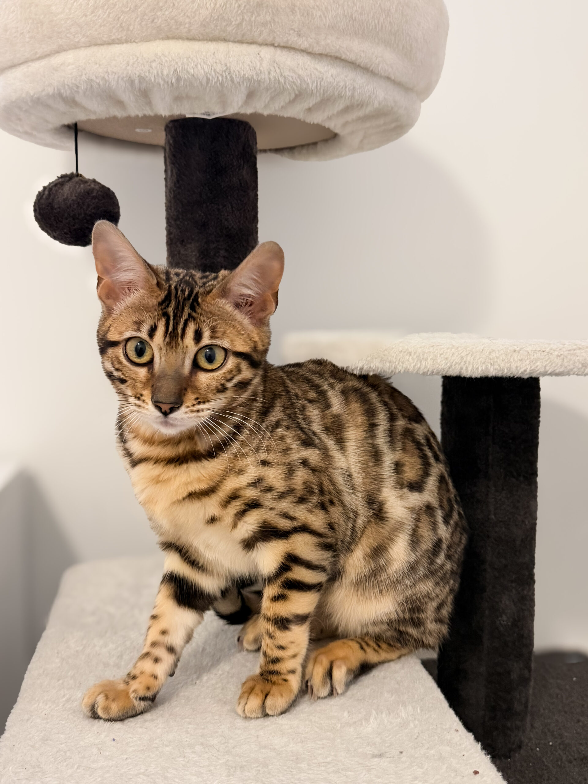 Brown female bengal with large rosettes