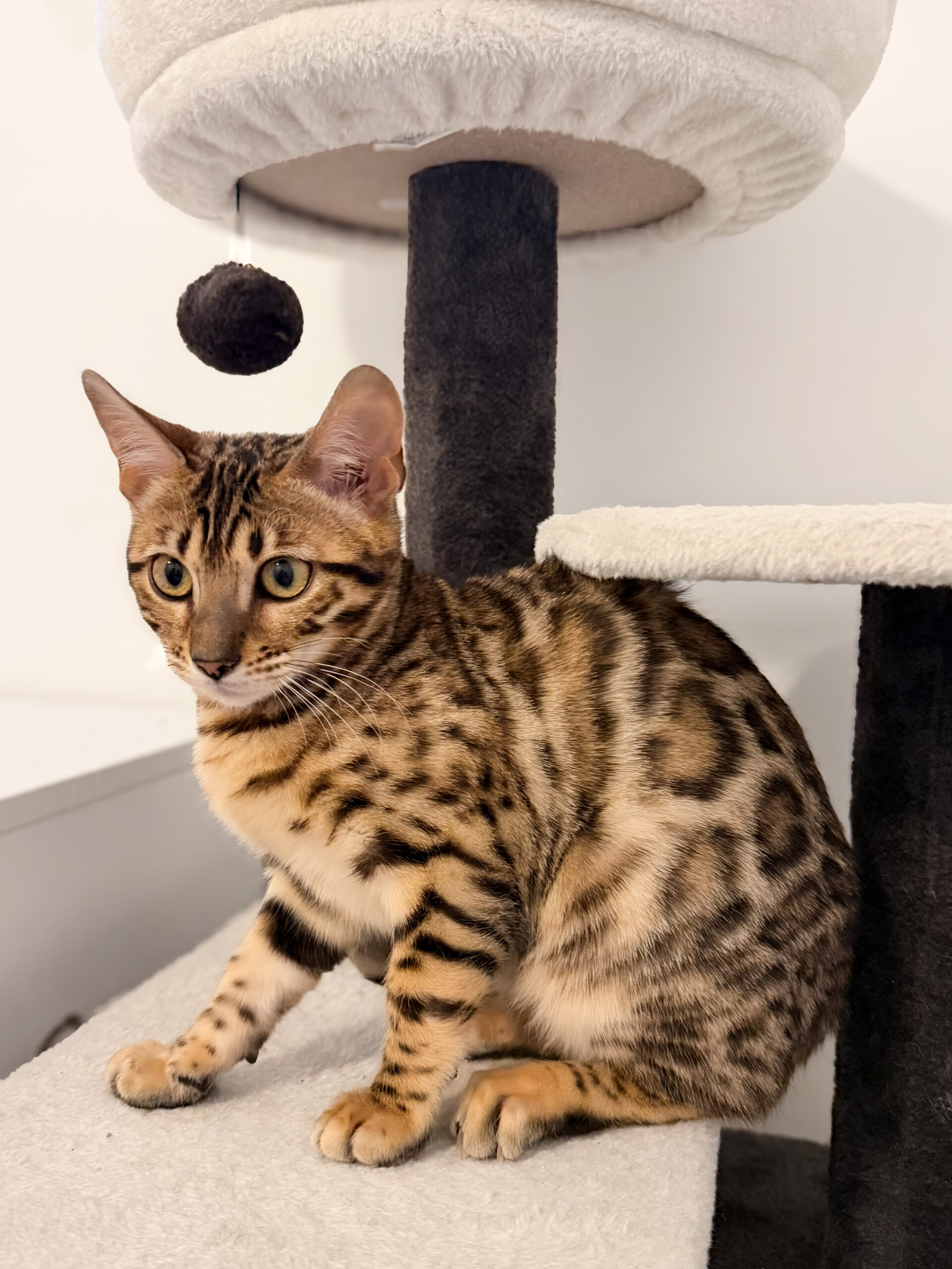 Brown female bengal with large rosettes