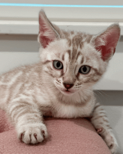Available Kittens 1