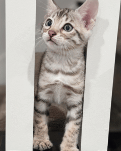 Available Kittens 2