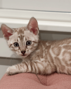 Available Kittens 3