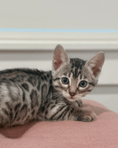 Available Kittens 4
