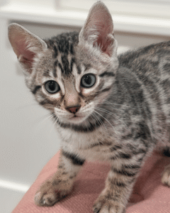 Available Kittens 5