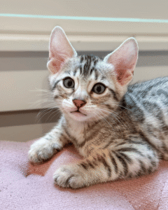 Available Kittens 6