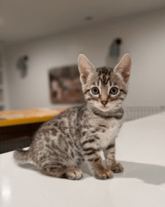 Available Kittens 8
